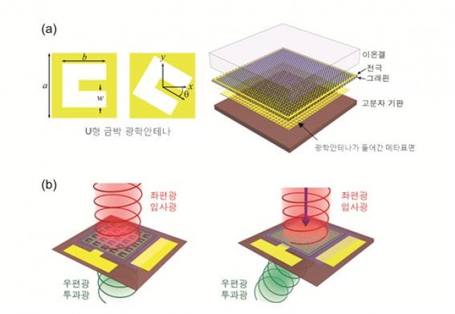(a) 왼쪽은 U형 금박 광학안테나(a=76㎛, b=51㎛, w=19㎛), 오른쪽은 연구팀이 개발한 그래핀 메타표면의 구조도. 이온겔, 그래핀, 광학안테나가 들어간 메타표면, 고분자 폴리이미드 기판으로 구성돼 있다. (b) 입사 된 원형편광 입사광이 서로 다른 기하학적 위상 차이에 의해 좌편광 입사광이 우편광 투과광으로 바뀌었다. 광학안테나 방향을 바꿔 선형의 위상 차이를 갖는 메타표면을 설계하면 빛의 굴절 방향을 조절할 수 있다. - 기초과학연구원(IBS) 제공